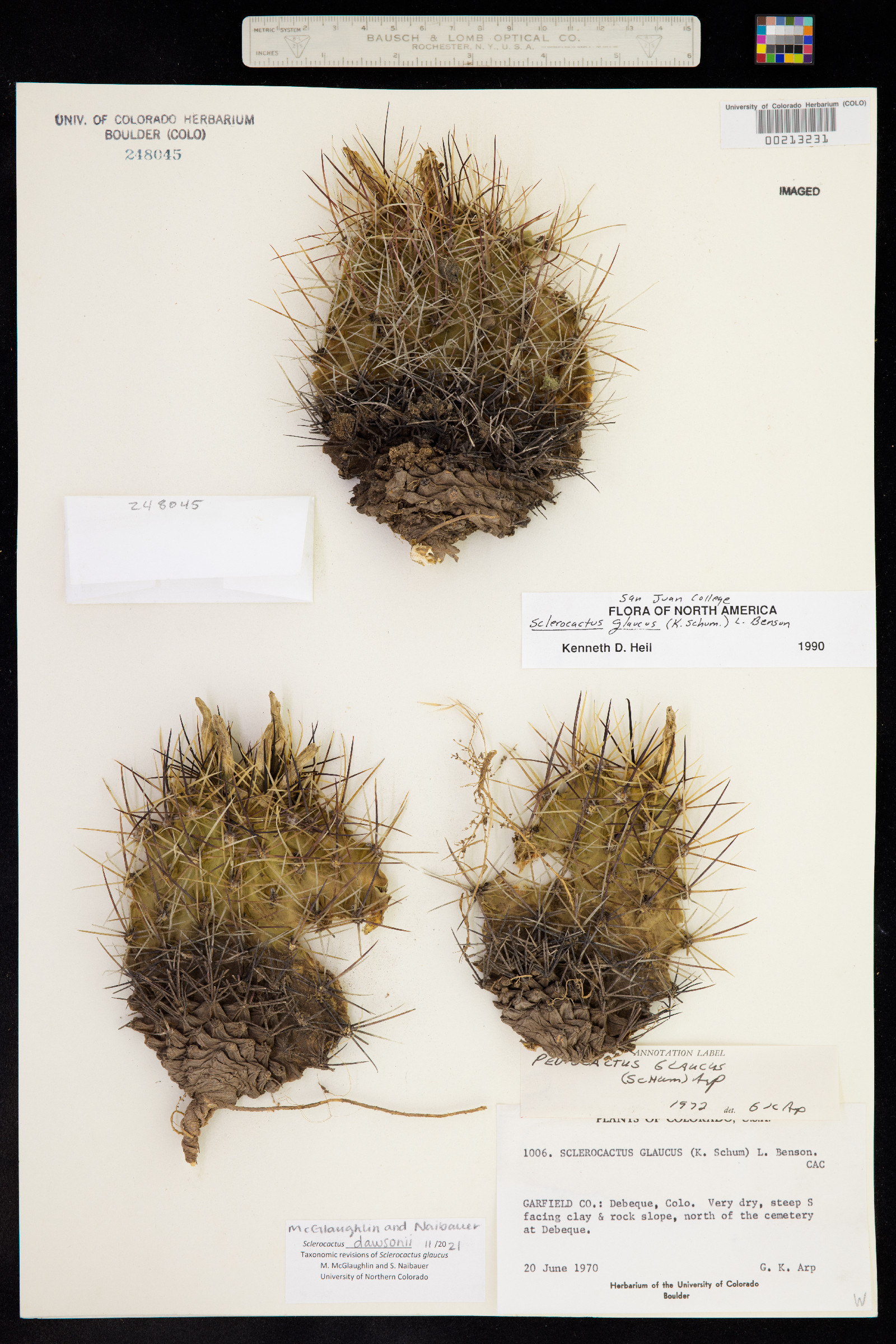 Sclerocactus dawsonii image