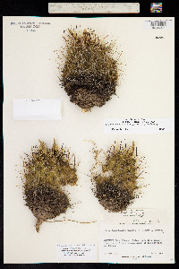 Sclerocactus dawsonii image