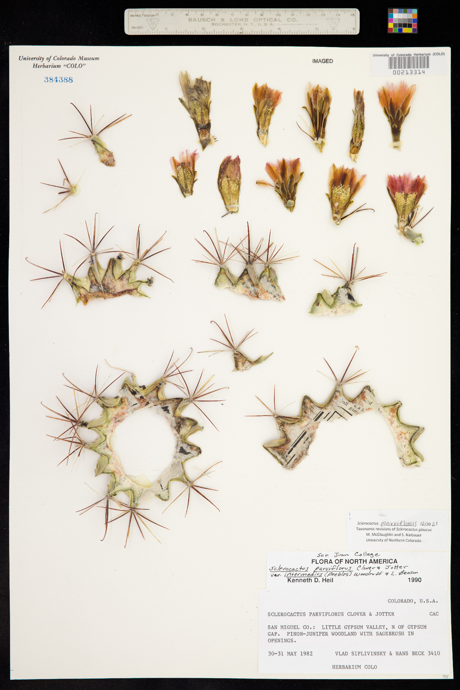 Sclerocactus image