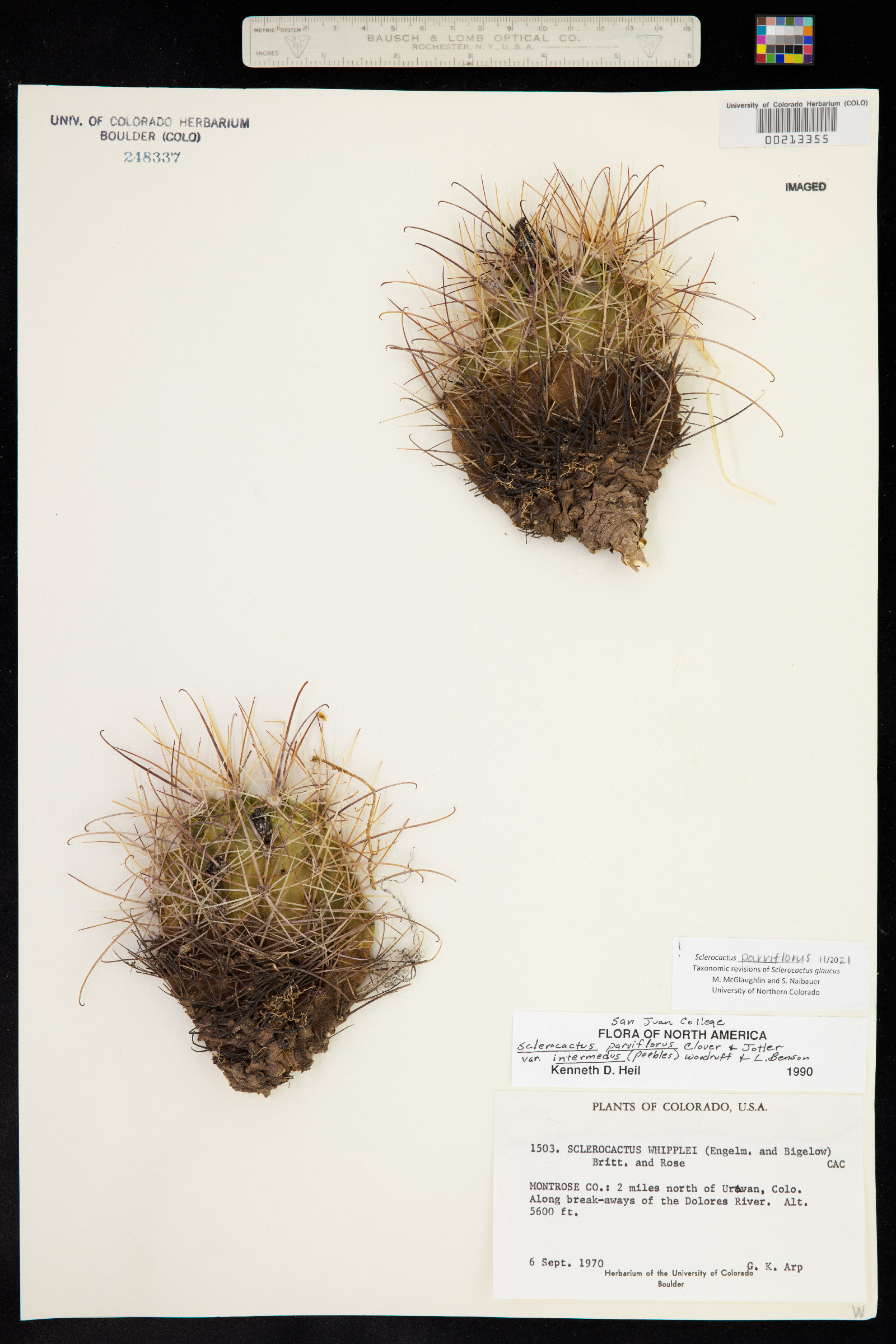 Sclerocactus parviflorus image