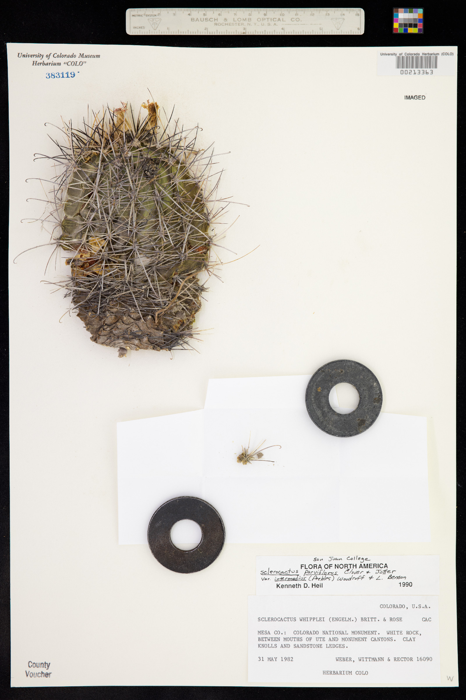 Sclerocactus parviflorus image