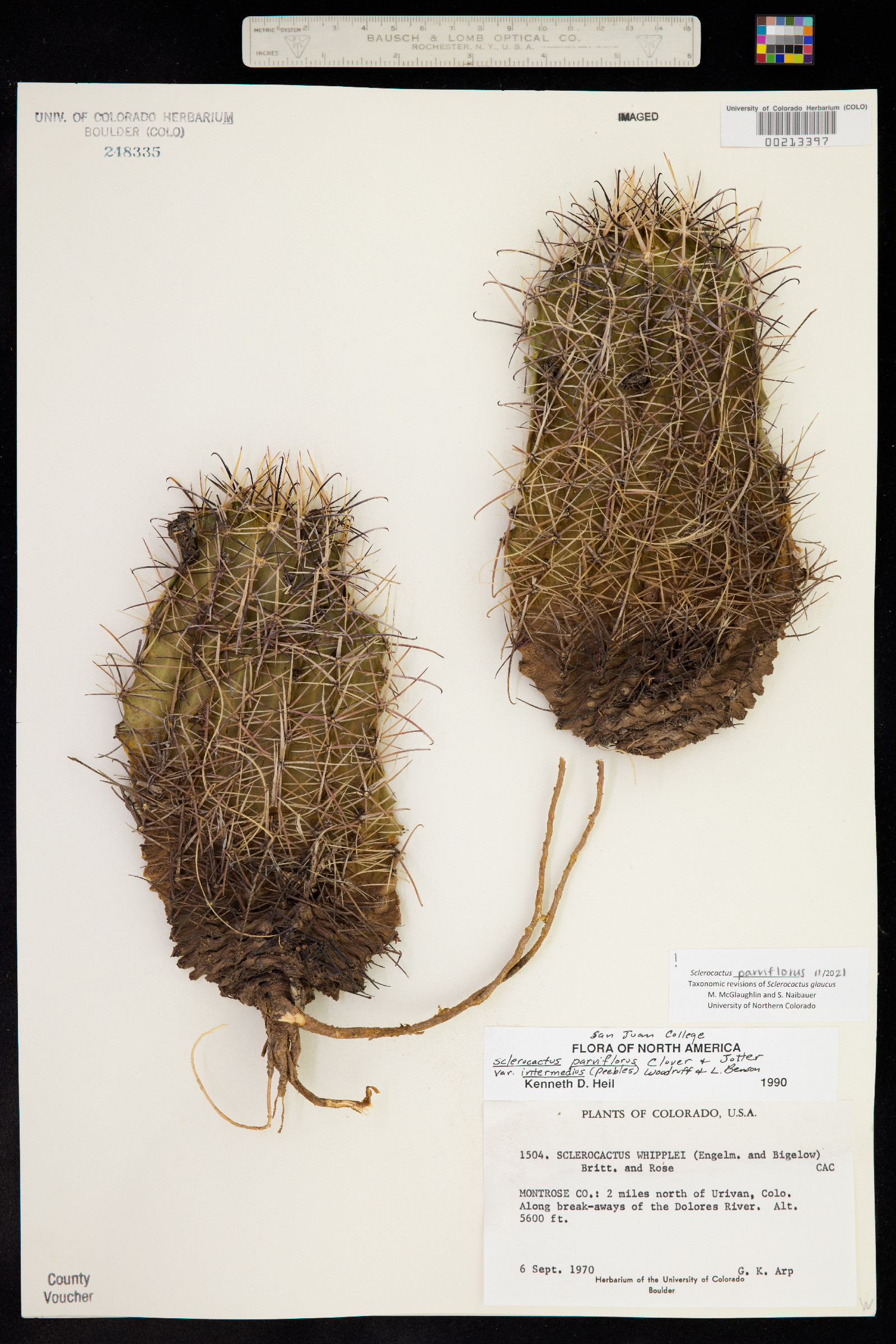 Sclerocactus parviflorus image