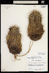 Sclerocactus parviflorus image