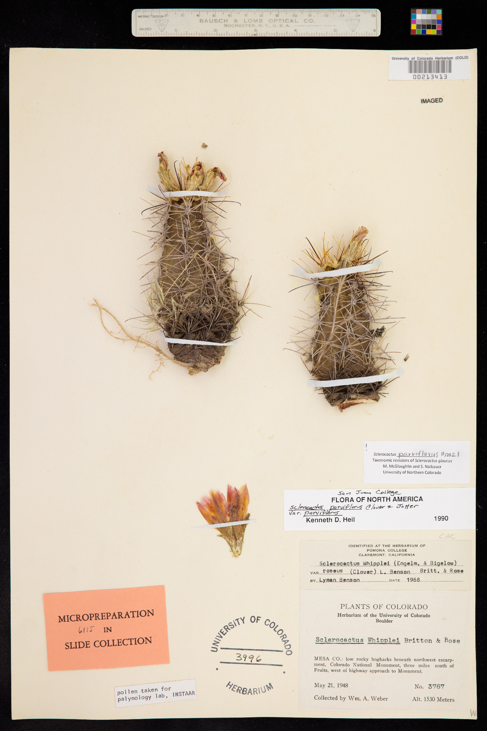 Sclerocactus image