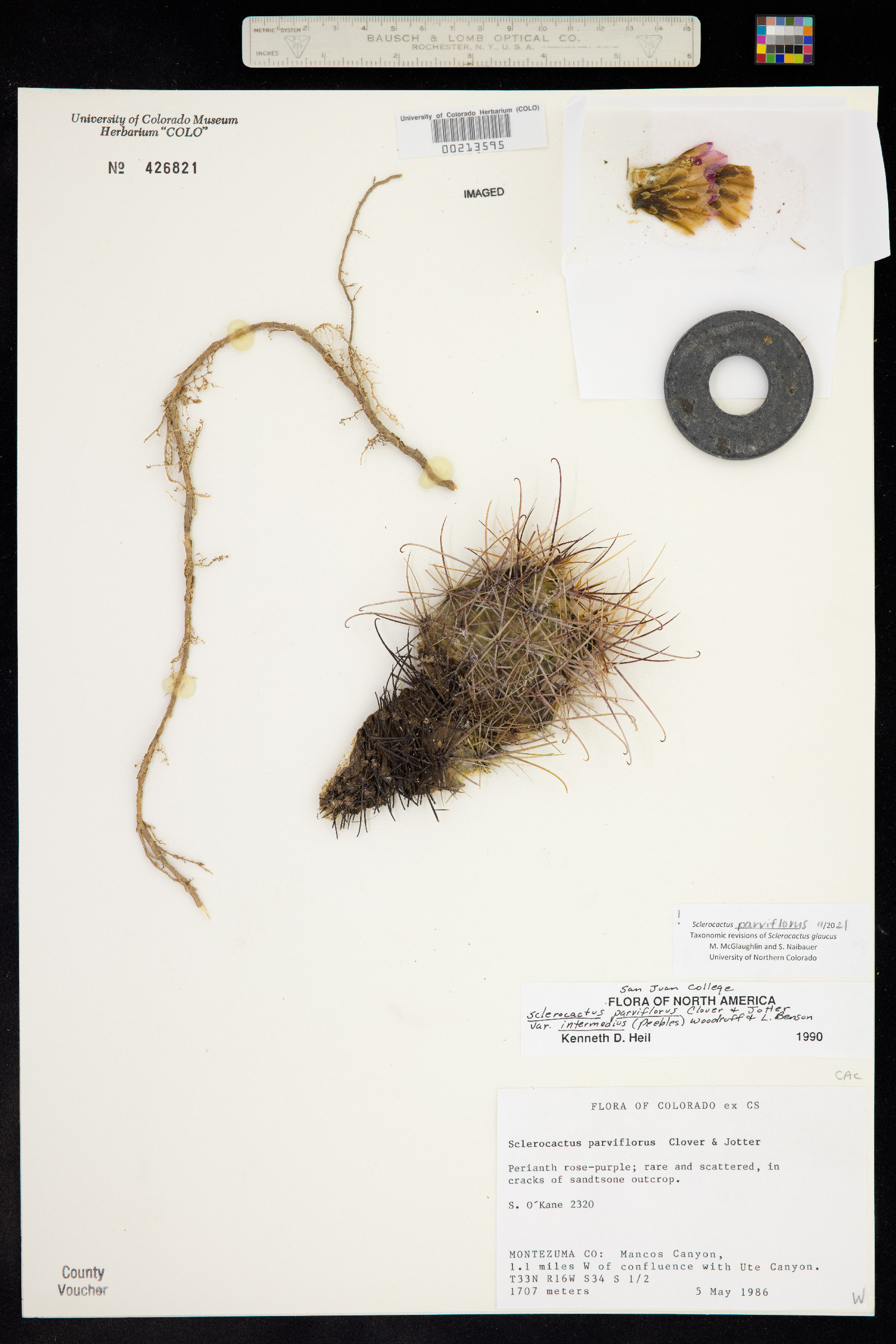 Sclerocactus parviflorus image