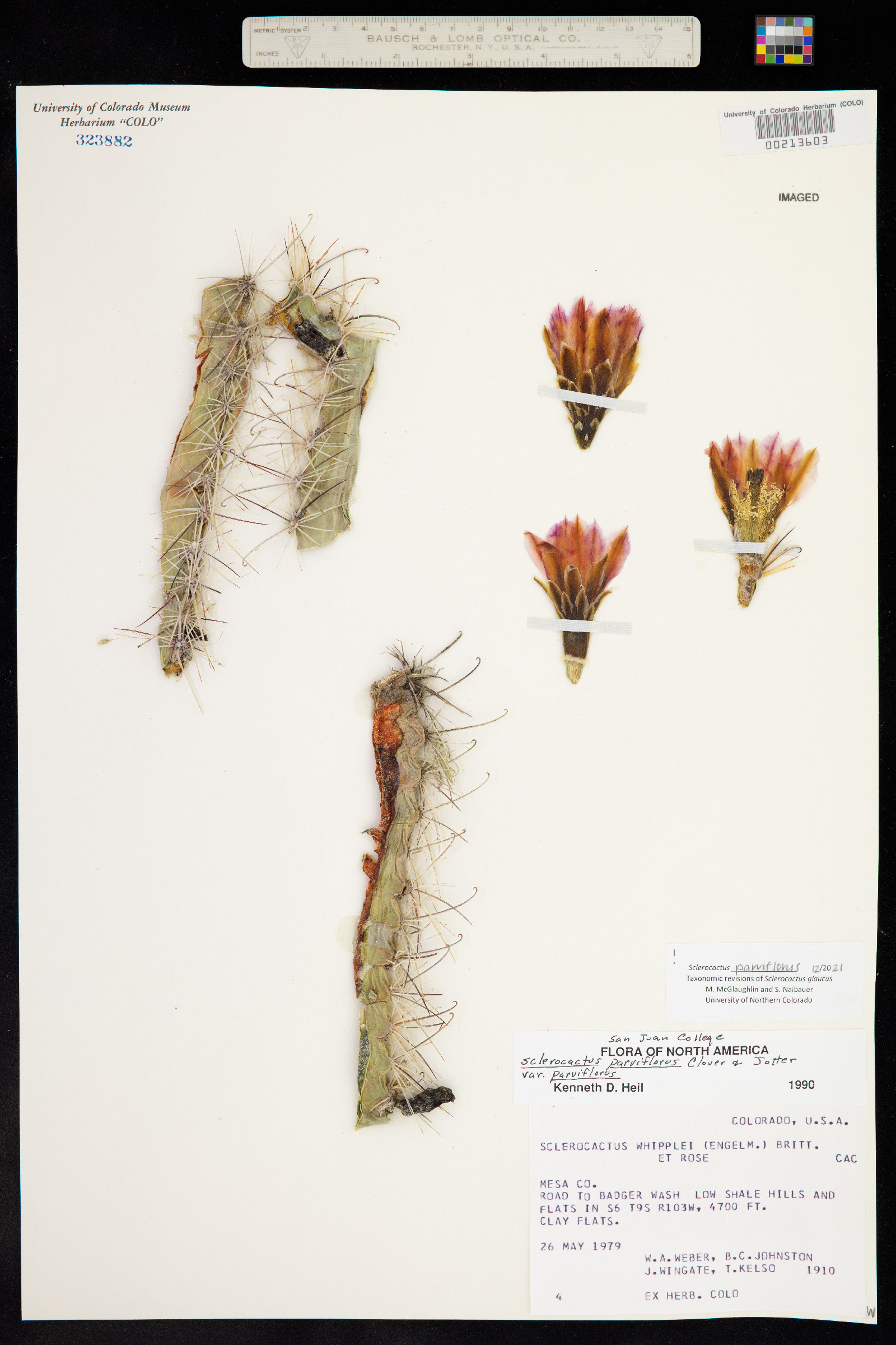 Sclerocactus parviflorus image