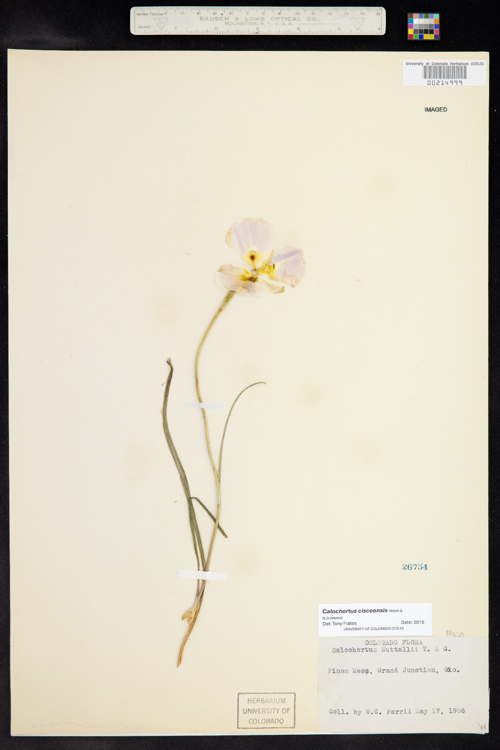 Calochortus ciscoensis image