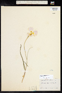 Calochortus ciscoensis image