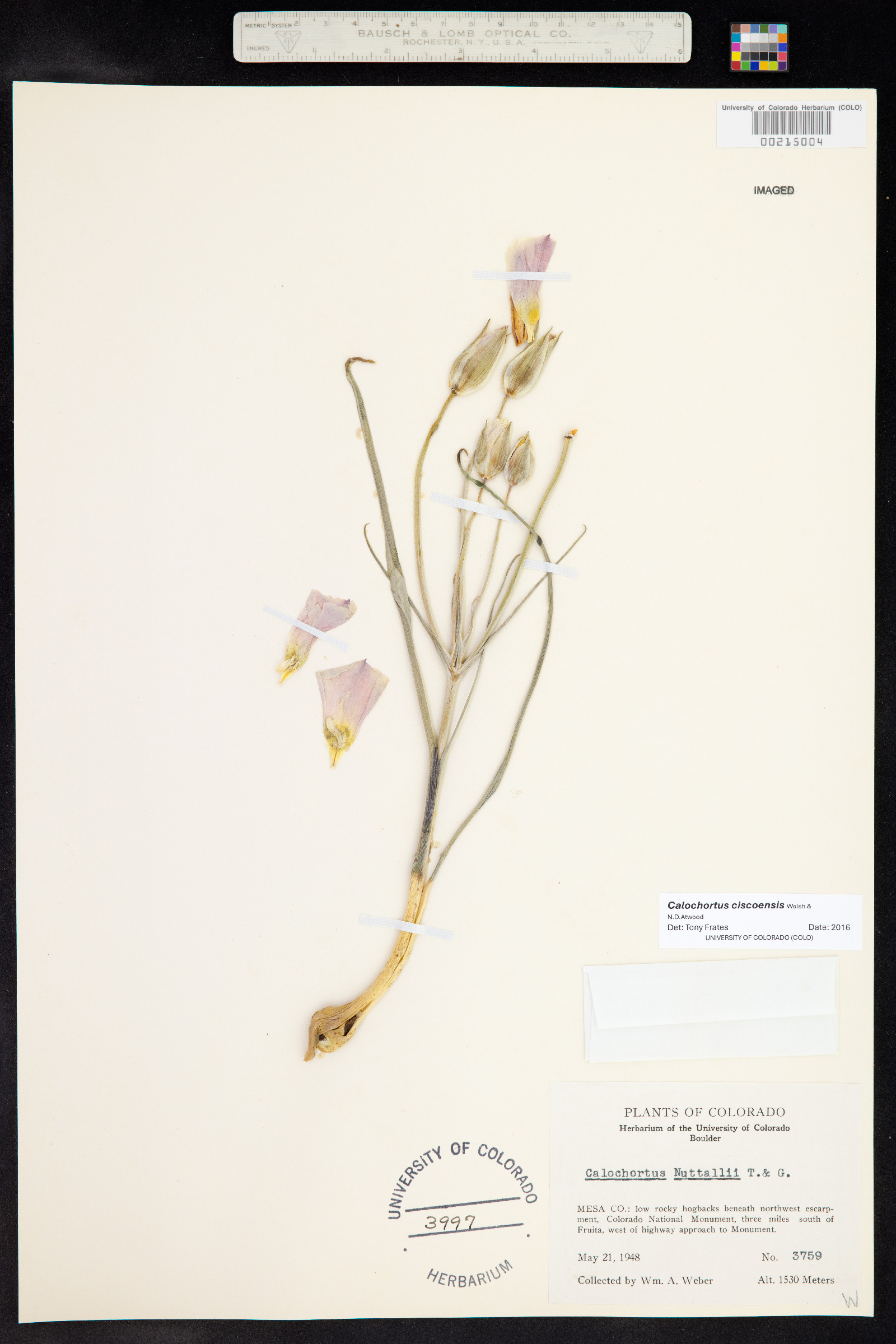 Calochortus ciscoensis image
