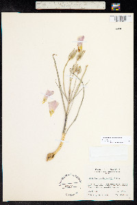 Calochortus ciscoensis image