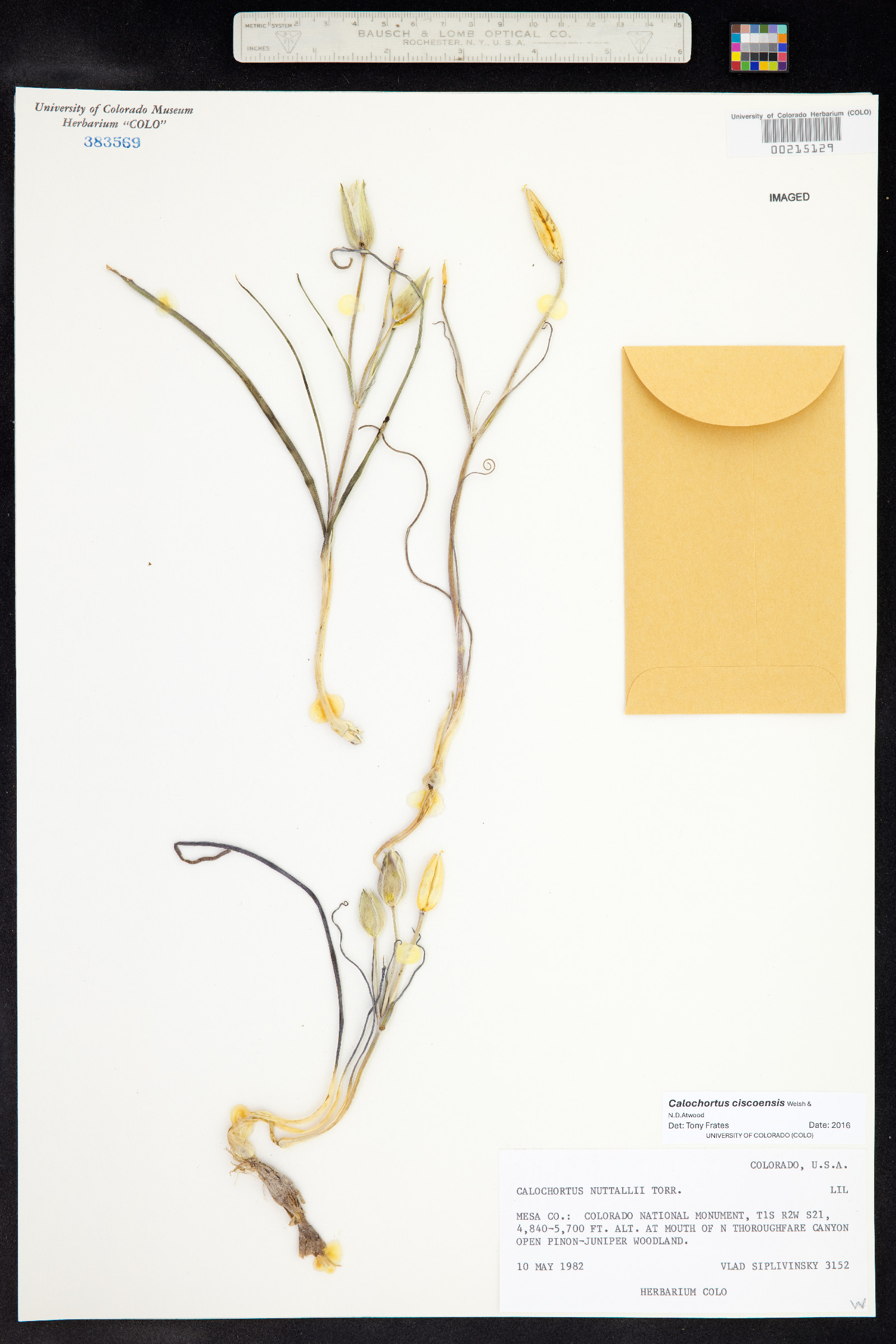 Calochortus ciscoensis image
