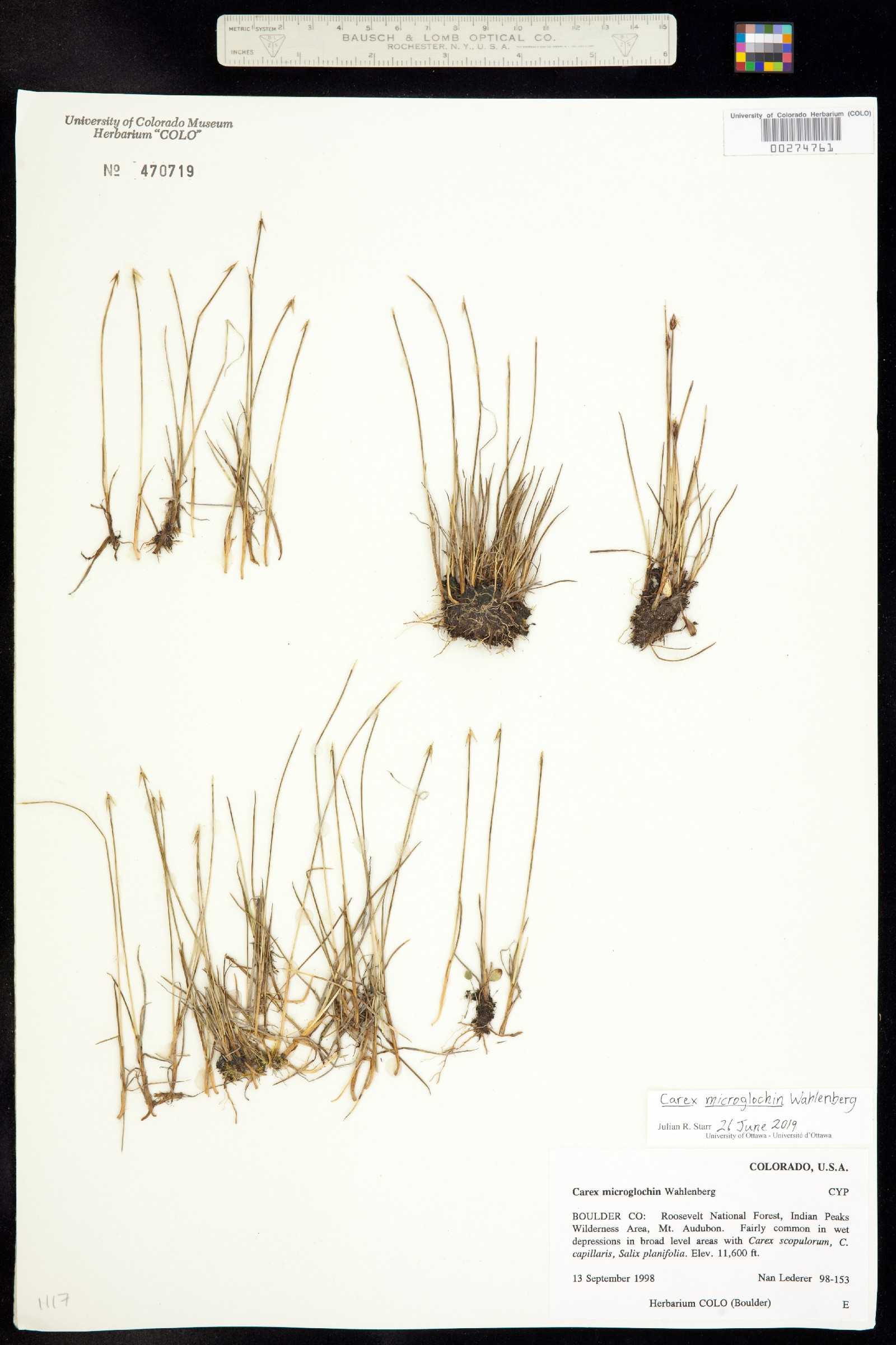 Carex microglochin image