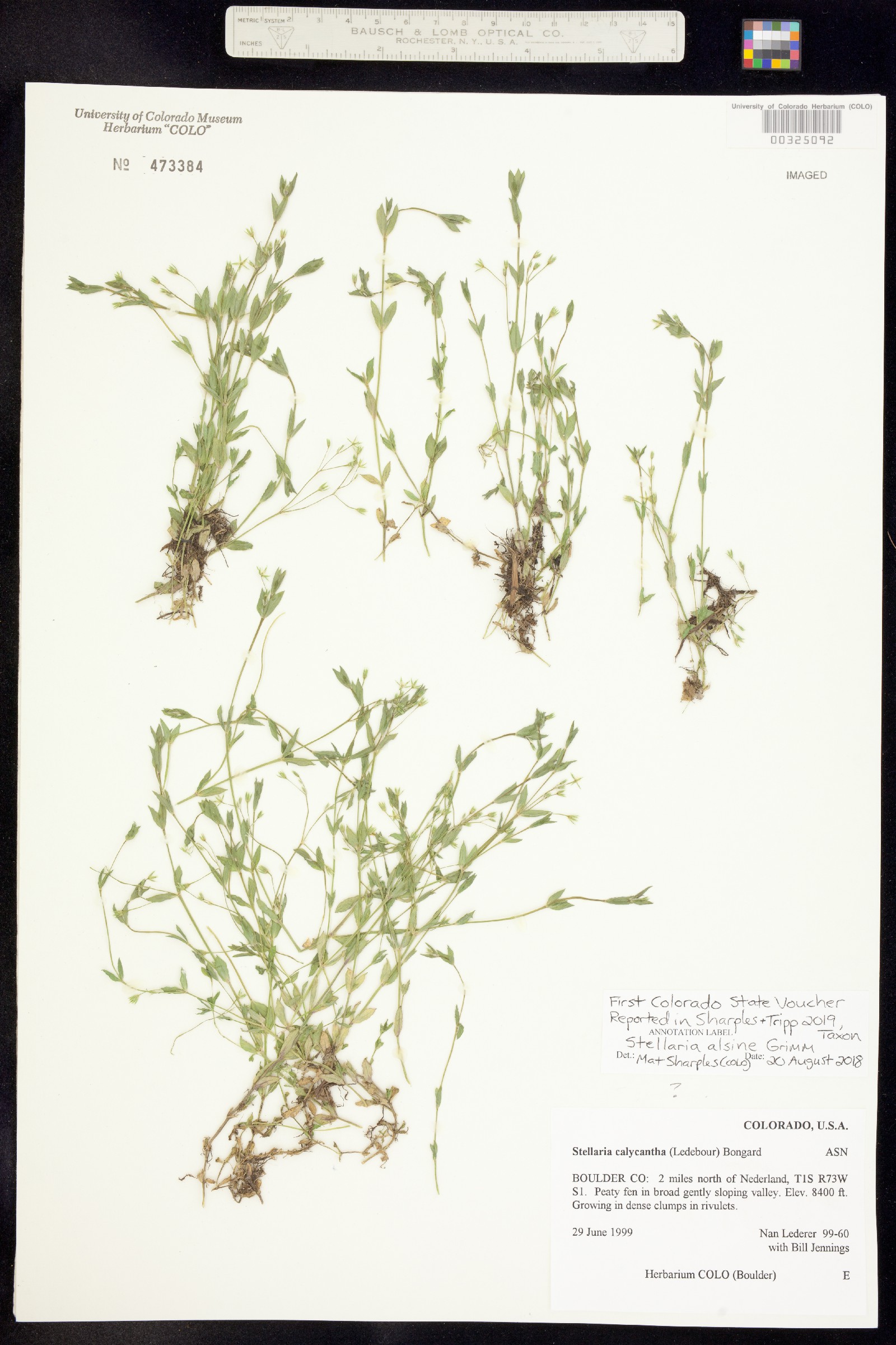 Stellaria alsine image