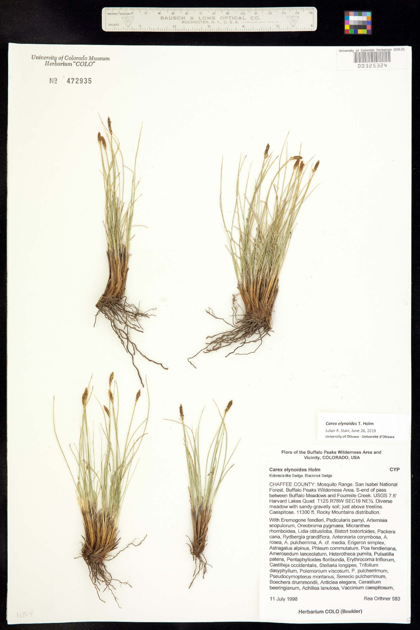 Carex elynoides image