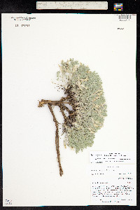 Astragalus purshii image