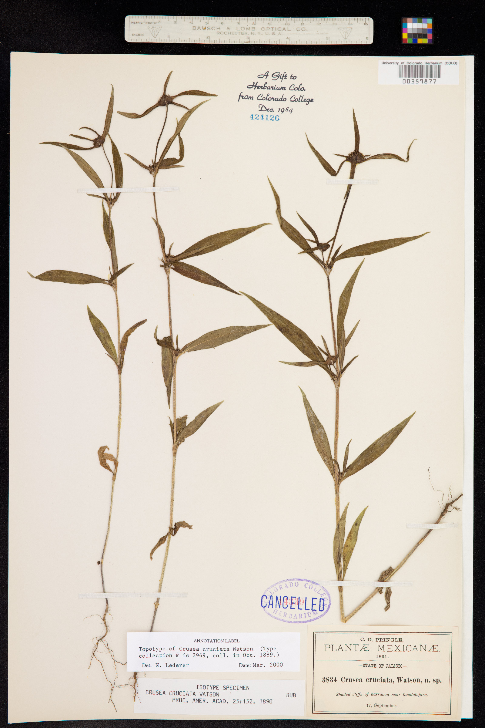 Crusea cruciata image