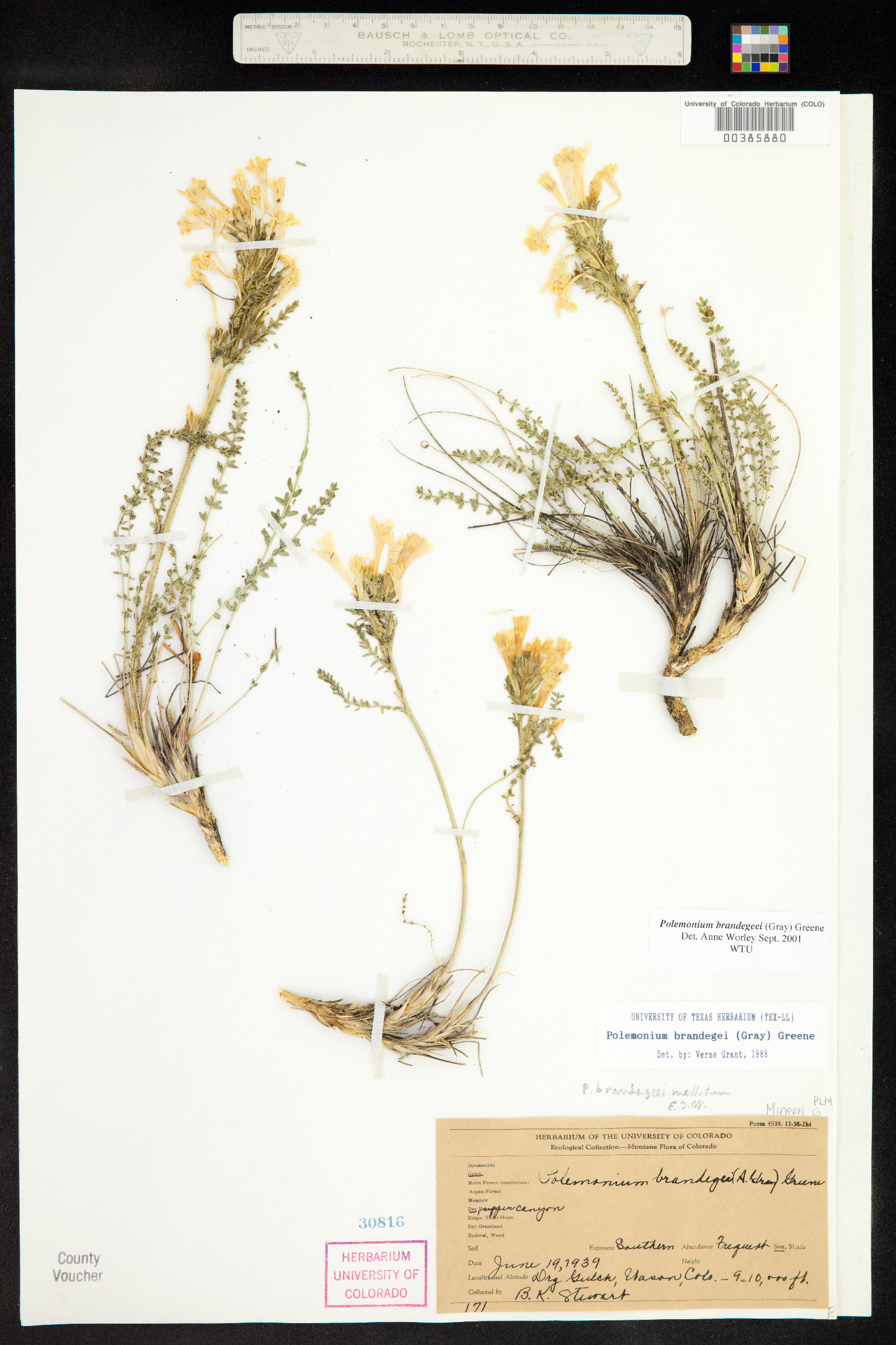 Polemonium brandegeei image