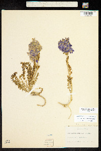 Polemonium confertum image