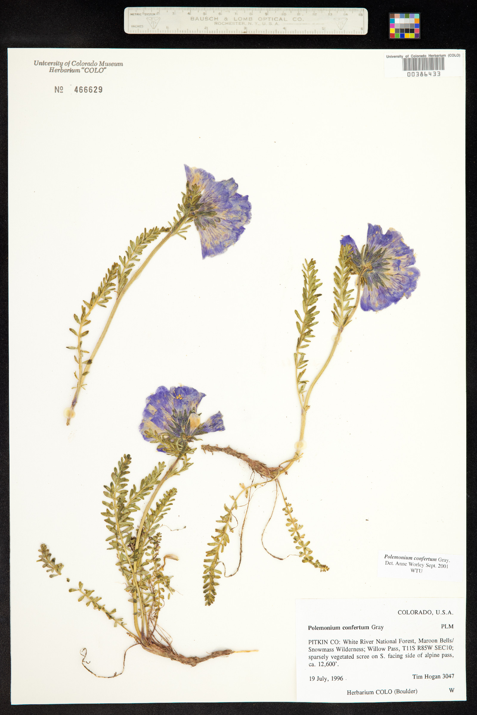 Polemonium confertum image