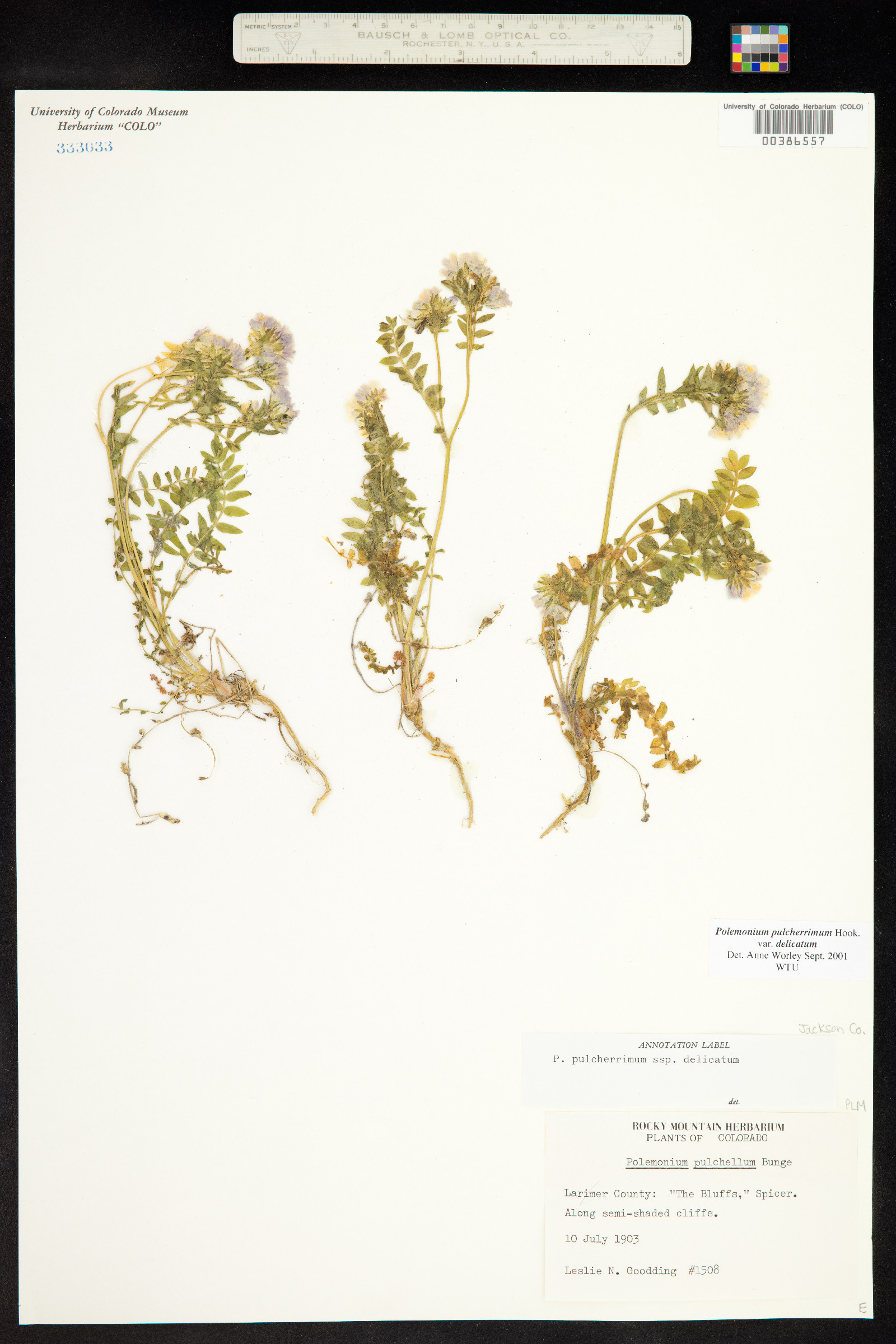Polemonium pulcherrimum ssp. delicatum image
