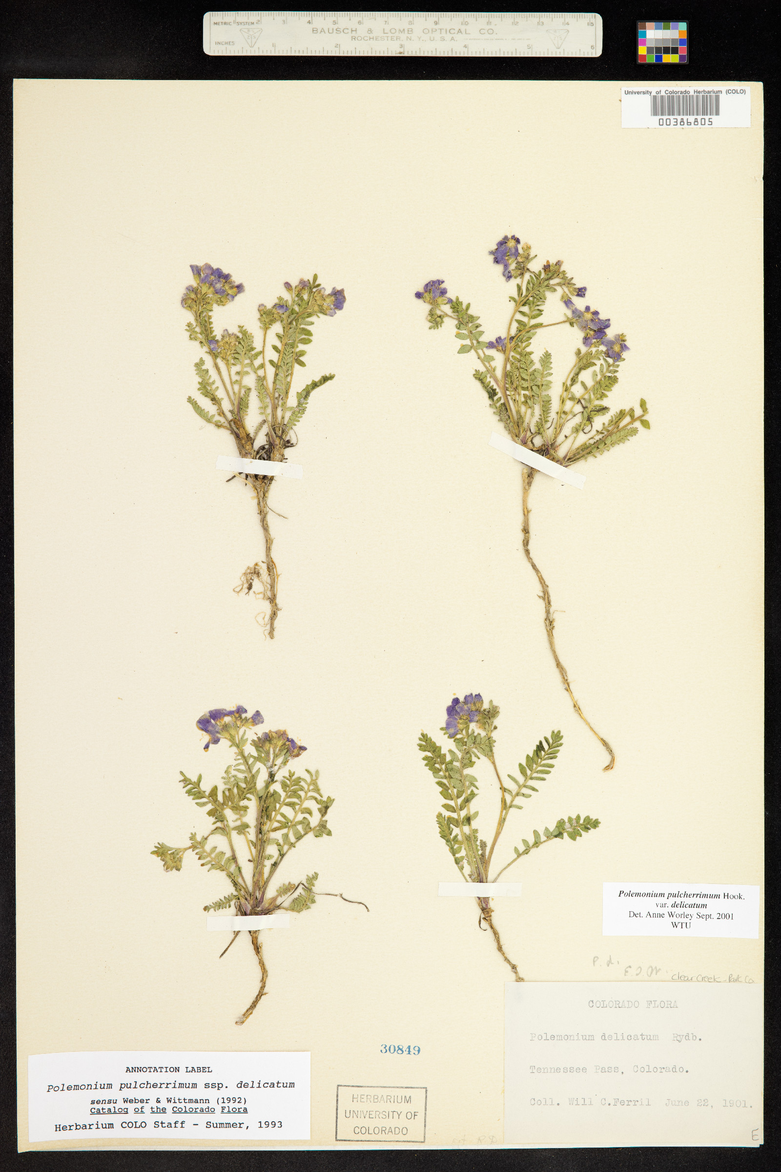 Polemonium pulcherrimum ssp. delicatum image
