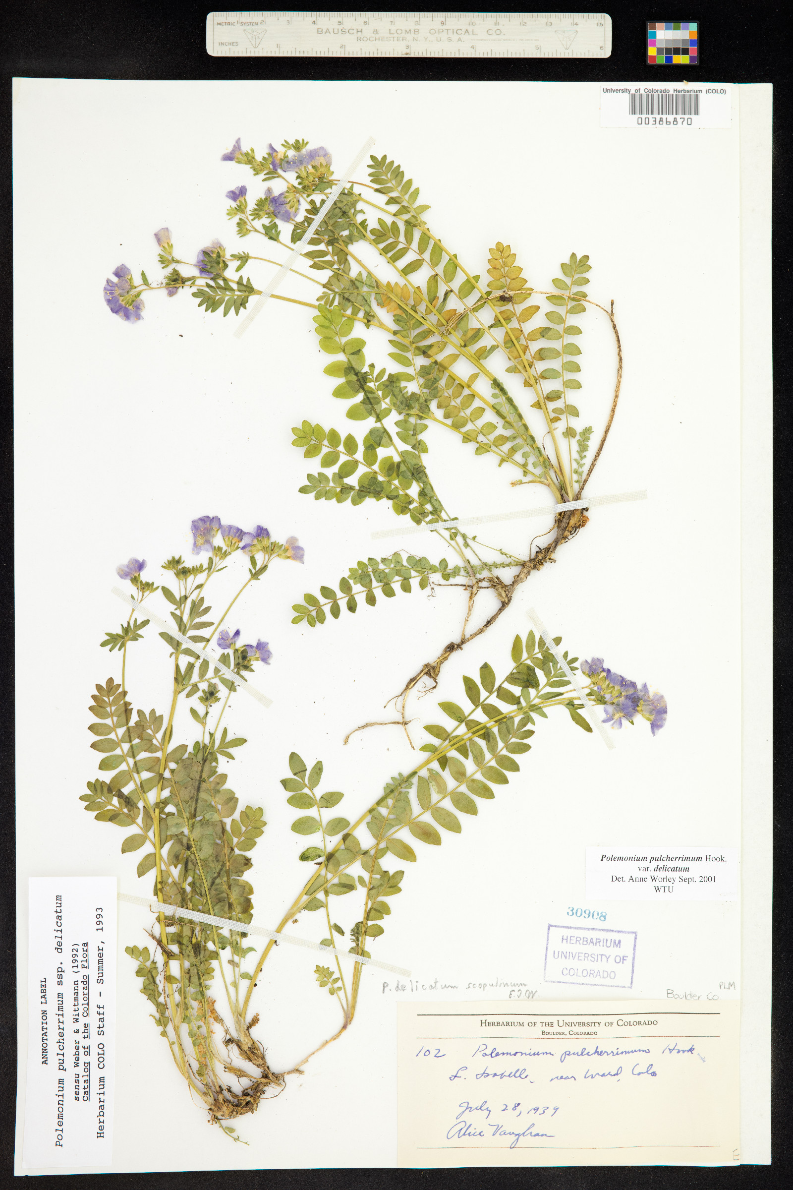 Polemonium pulcherrimum ssp. delicatum image