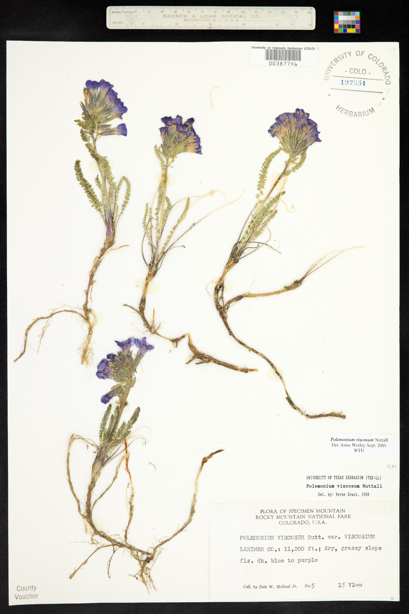 Polemonium viscosum image