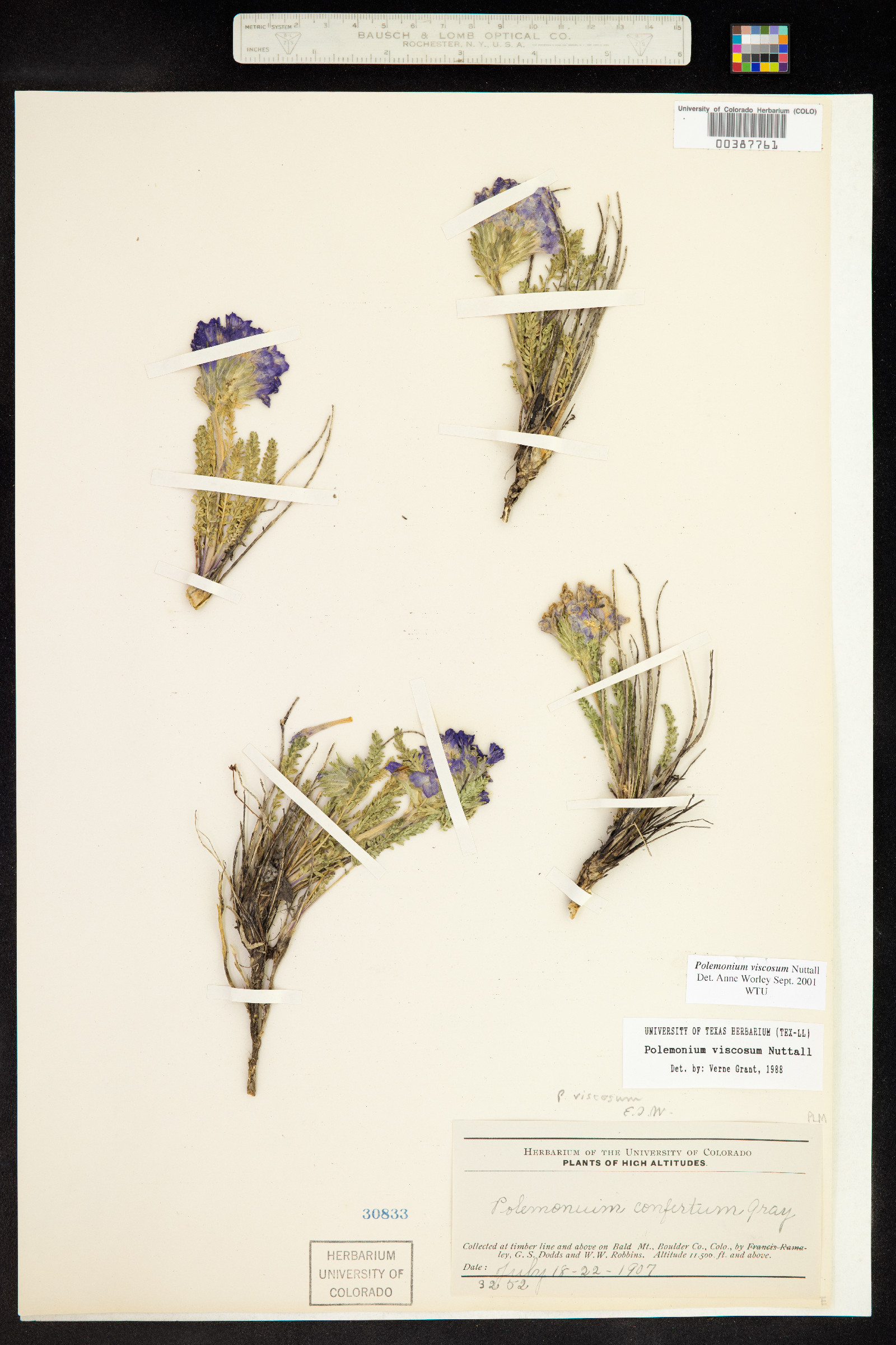 Polemonium viscosum image