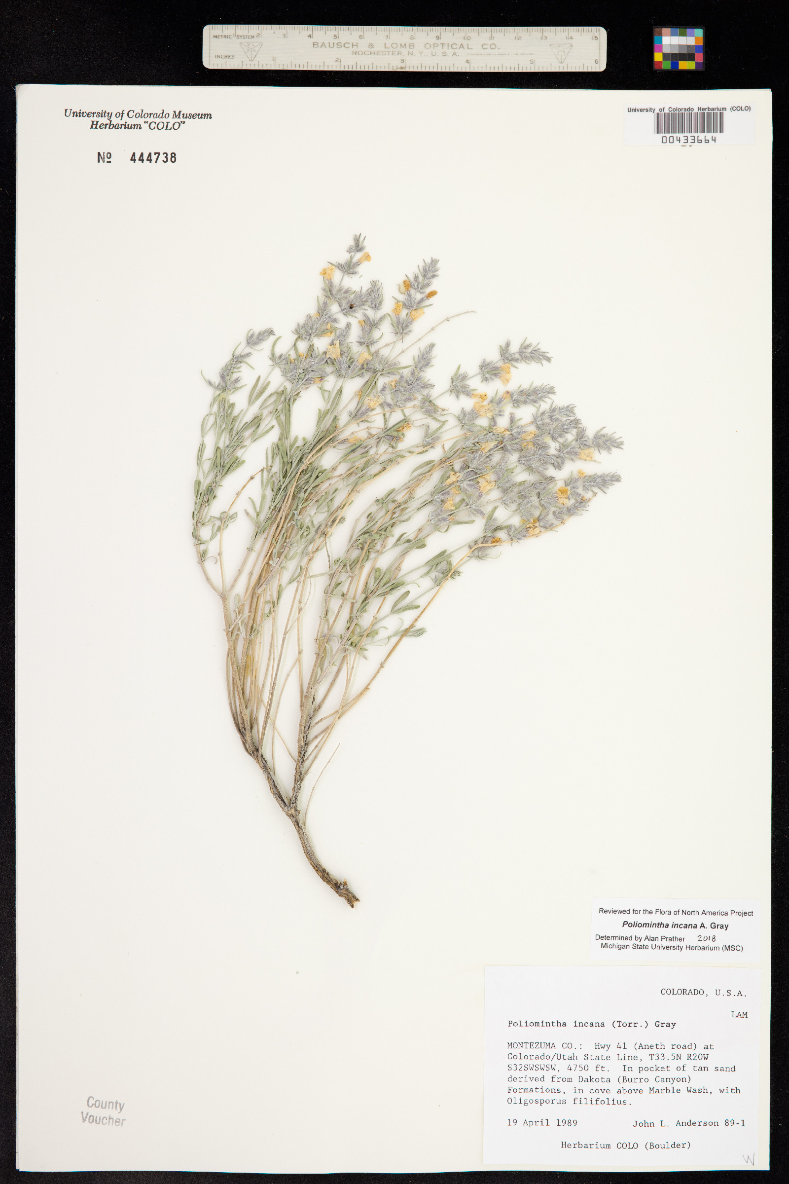 Poliomintha incana image