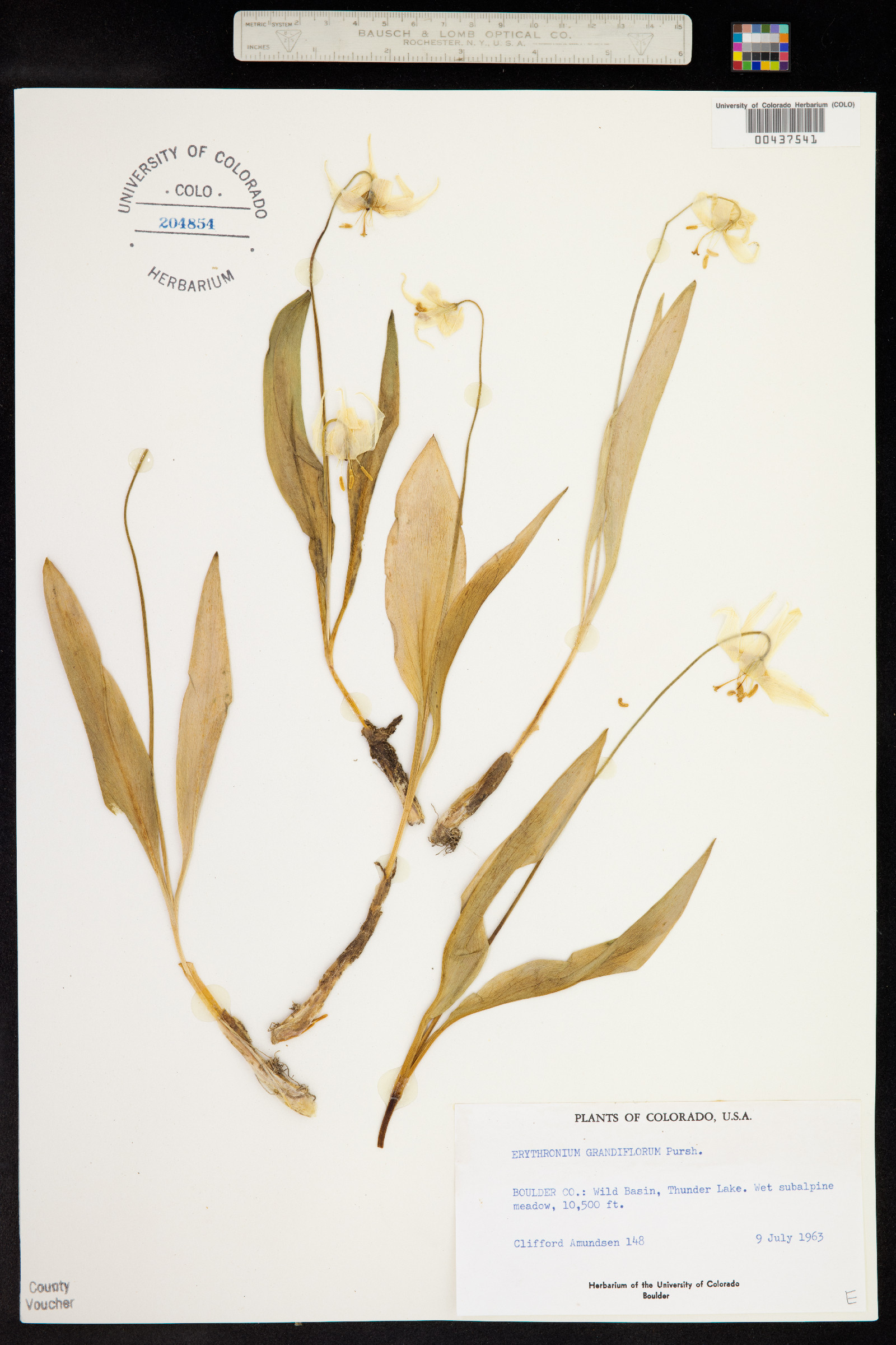 Erythronium grandiflorum image