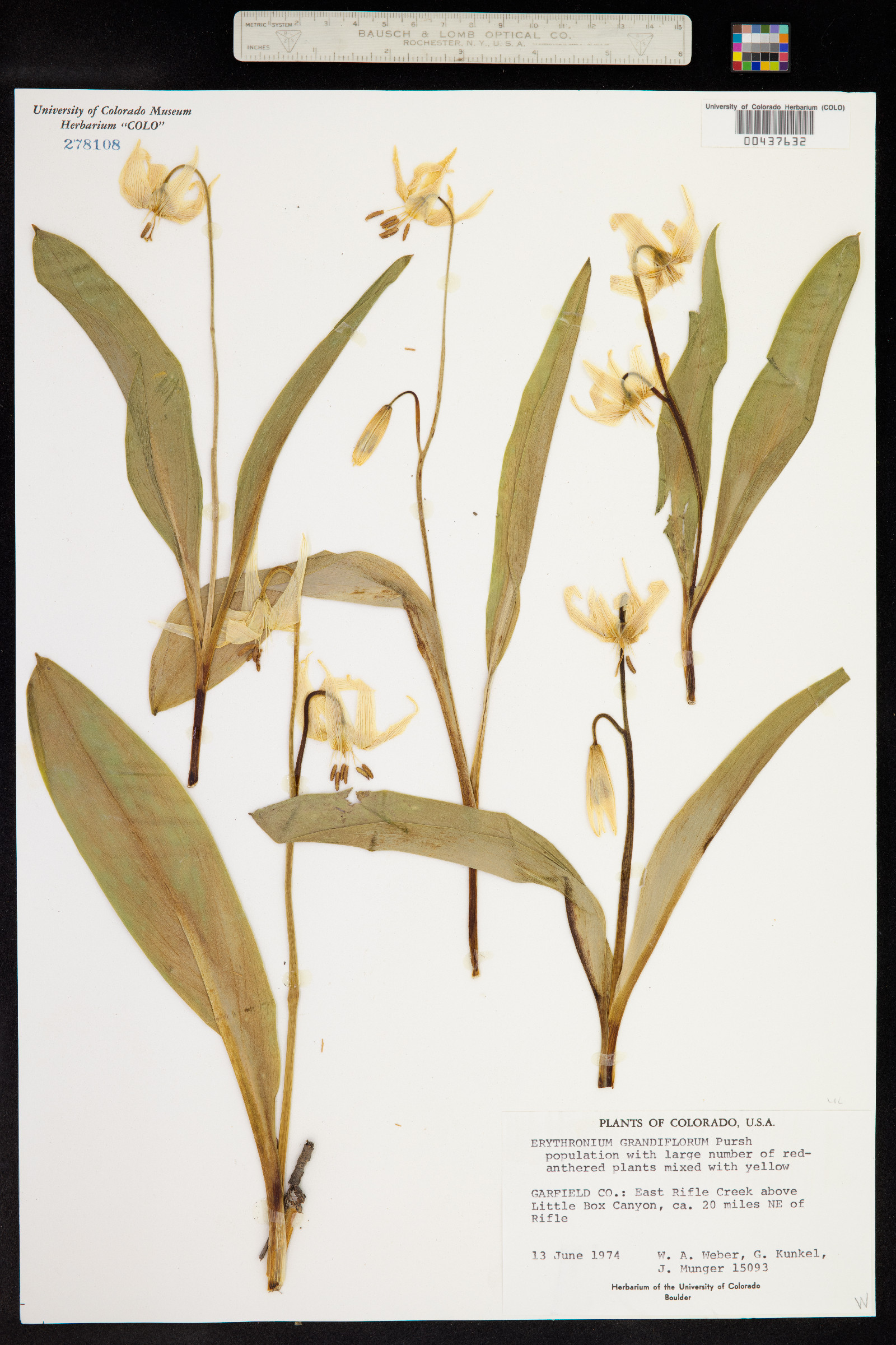 Erythronium grandiflorum image
