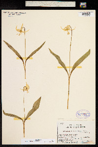 Erythronium grandiflorum image