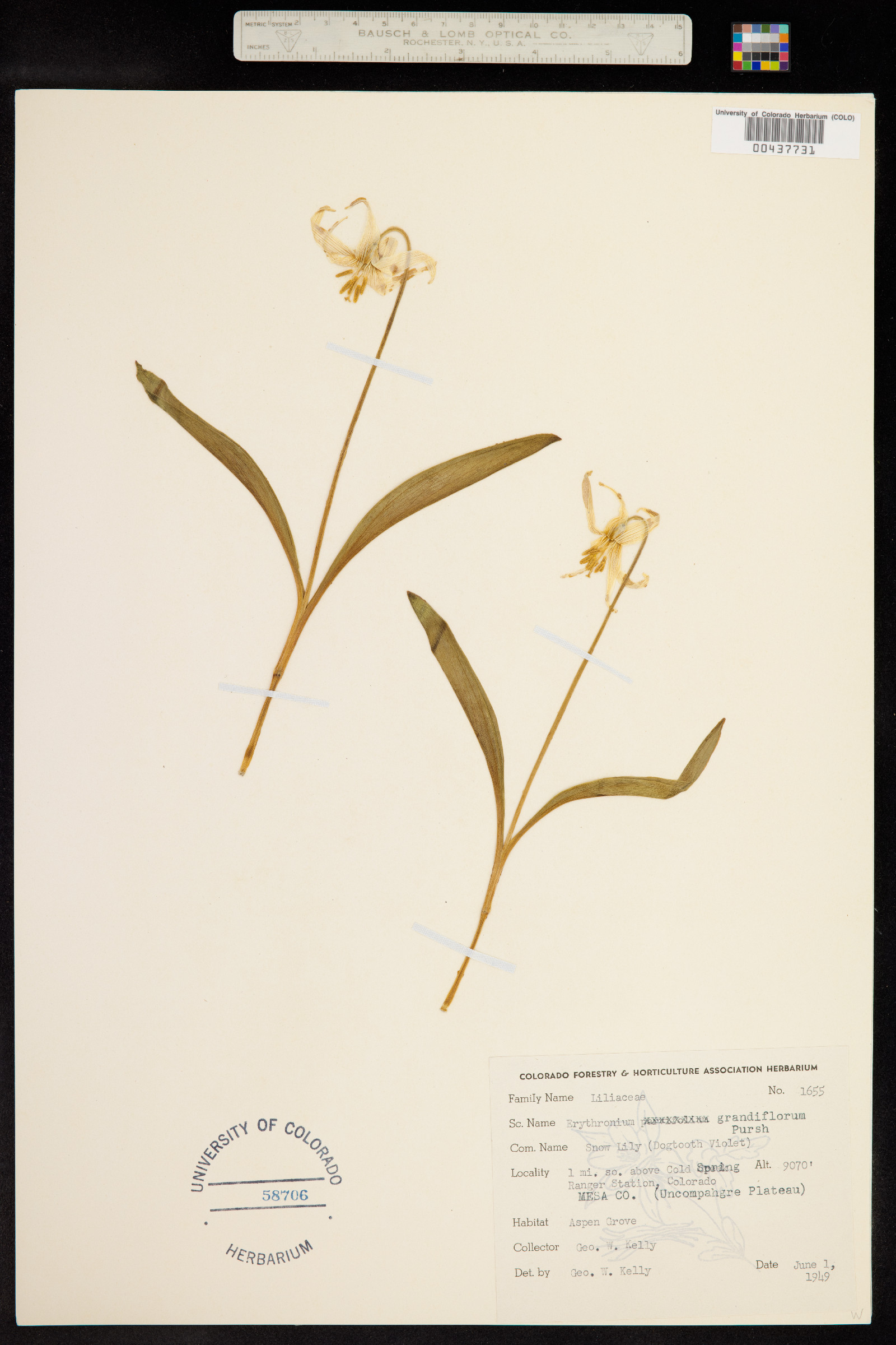 Erythronium grandiflorum image
