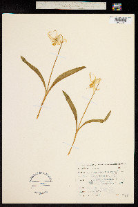 Erythronium grandiflorum image