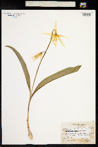 Erythronium grandiflorum image