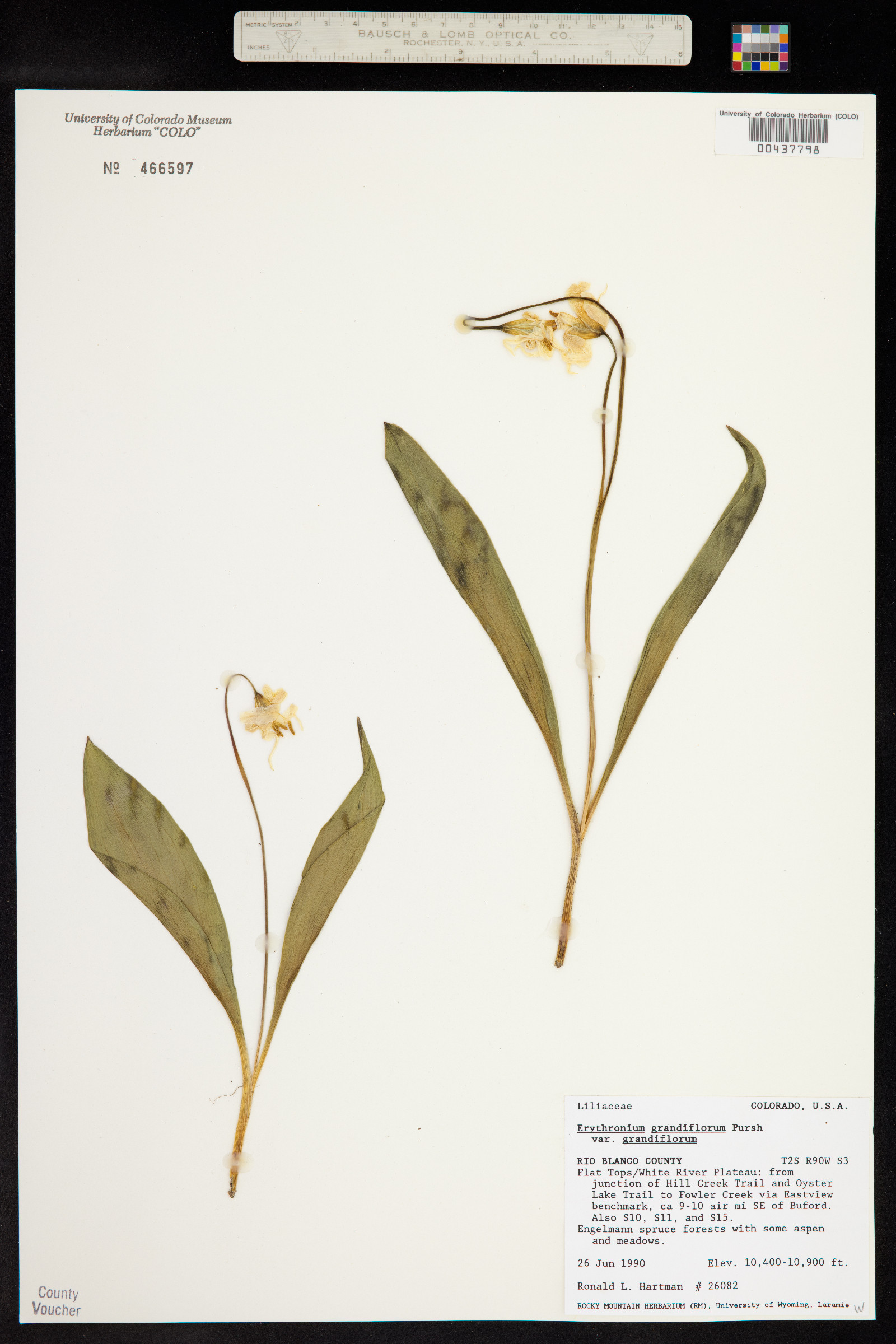 Erythronium grandiflorum image