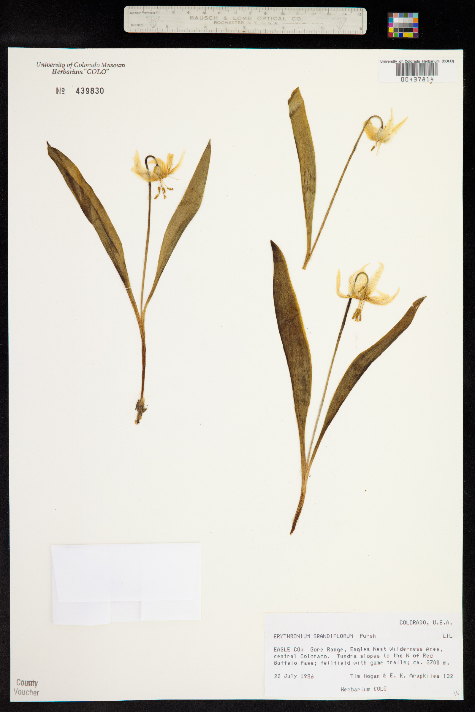 Erythronium grandiflorum image