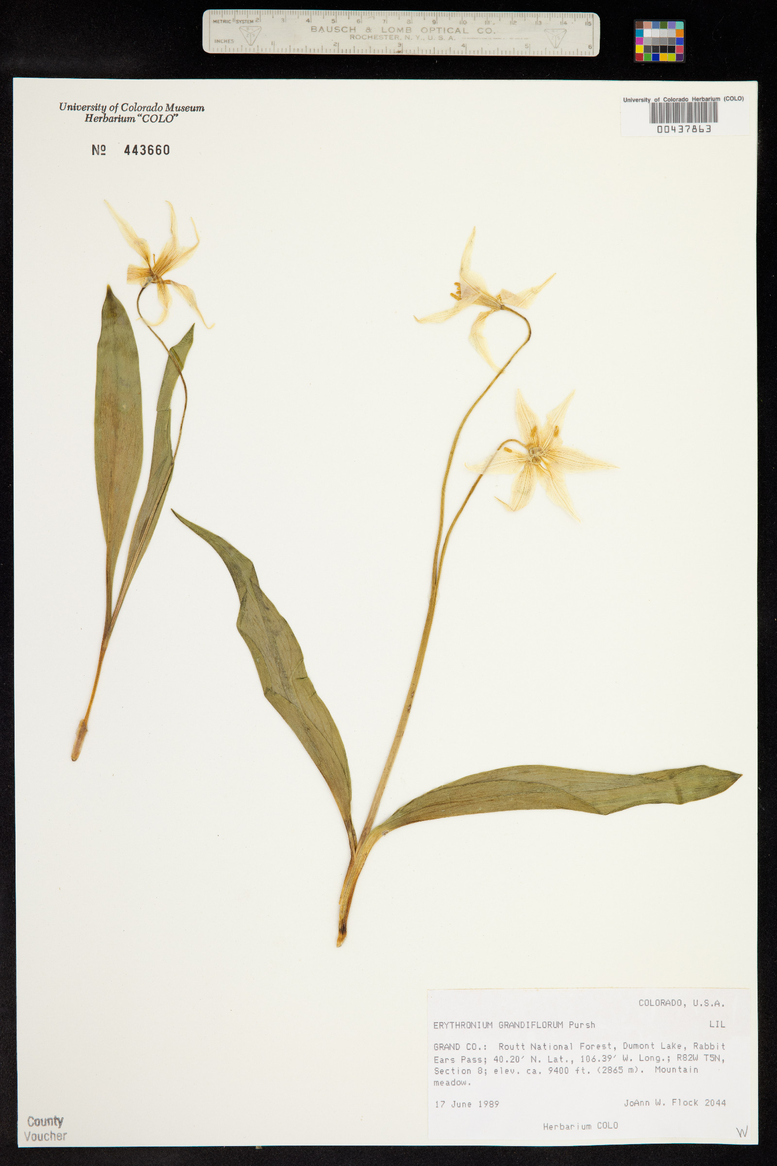 Erythronium grandiflorum image