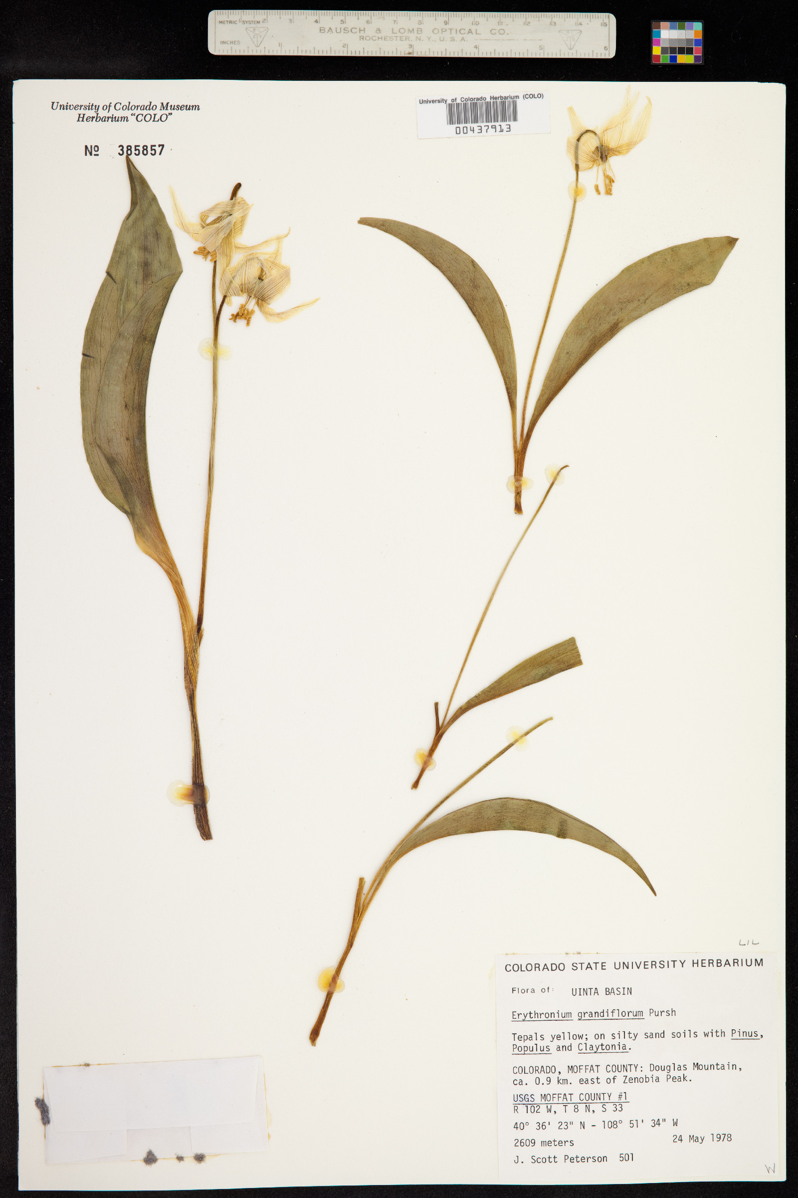 Erythronium grandiflorum image