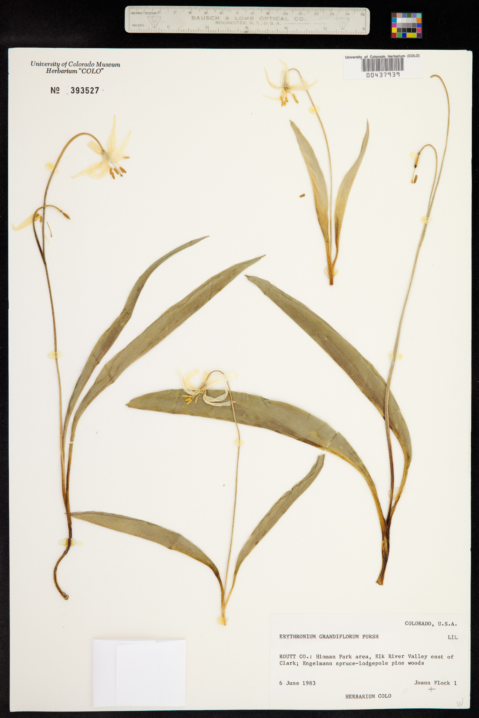 Erythronium grandiflorum image