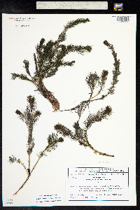 Myriophyllum sibiricum image