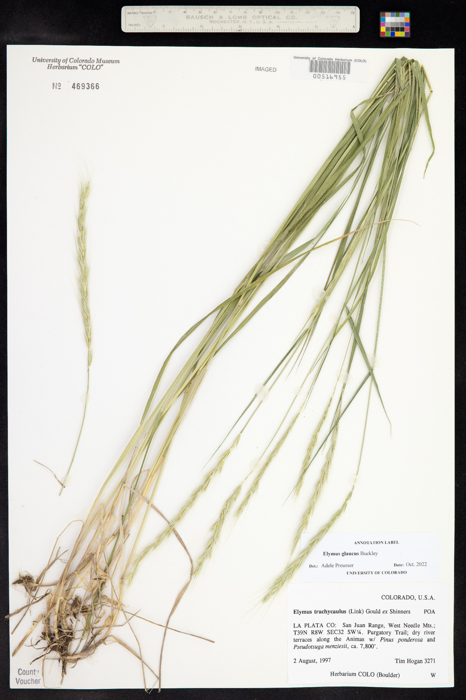 Elymus glaucus image