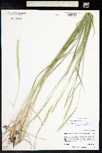 Elymus glaucus image