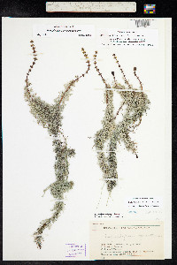 Myriophyllum sibiricum image