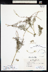 Myriophyllum sibiricum image