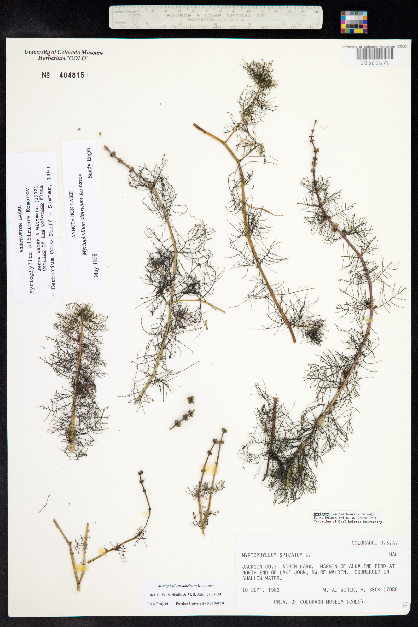 Myriophyllum sibiricum image