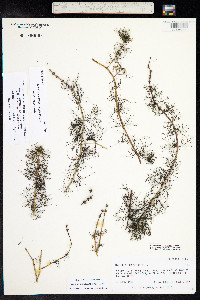 Myriophyllum sibiricum image