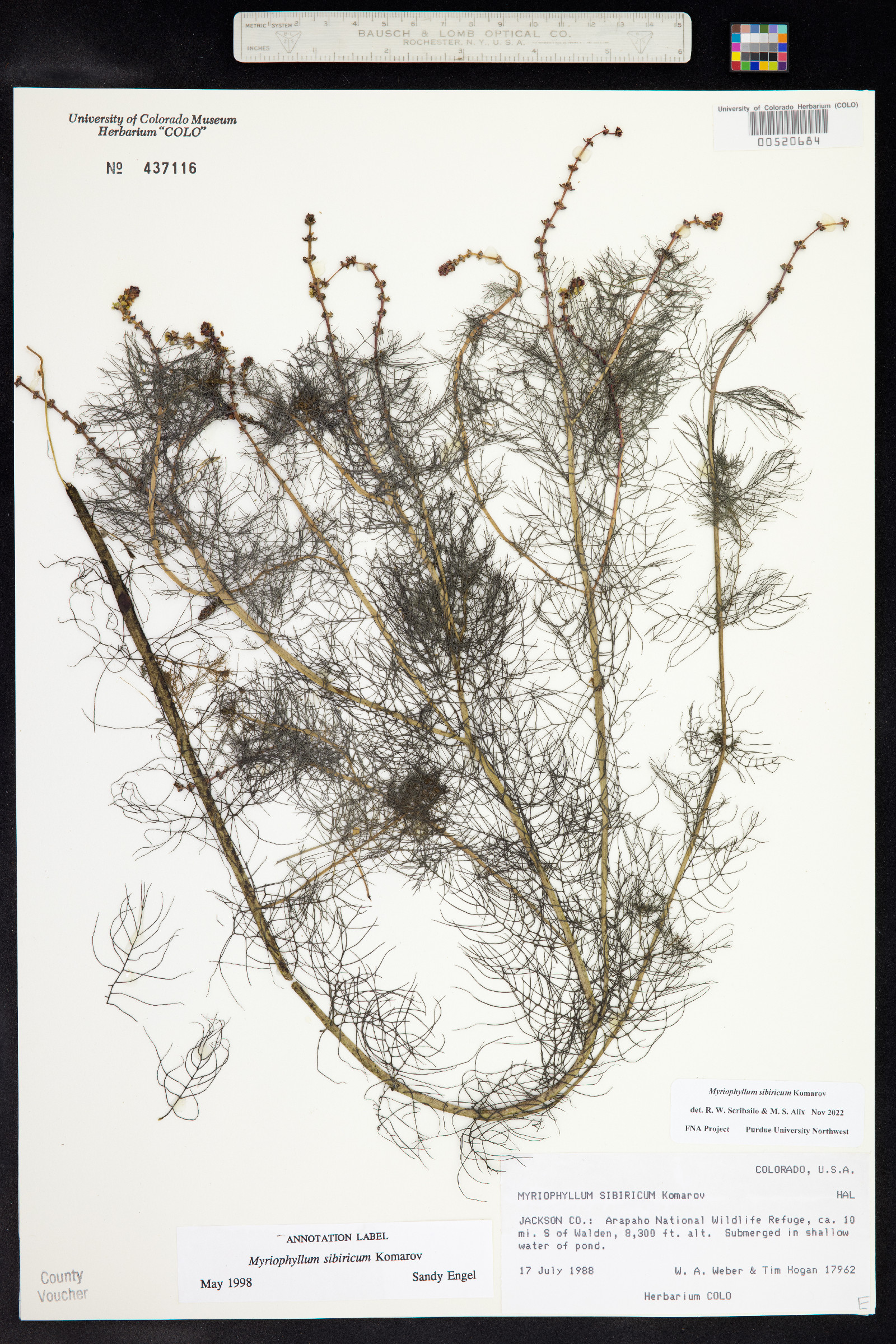 Myriophyllum sibiricum image