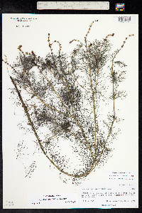 Myriophyllum sibiricum image