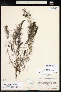 Myriophyllum sibiricum image